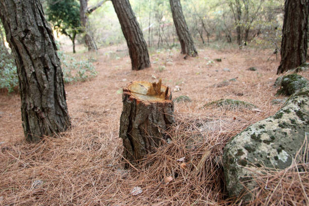 Best Stump Grinding and Removal  in , NM