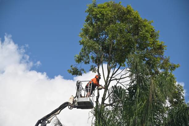 Best Stump Grinding and Removal  in , NM