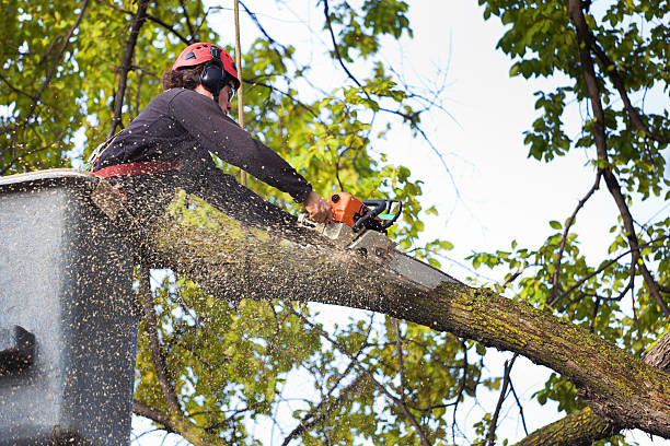 Best Arborist Consultation Services  in , NM