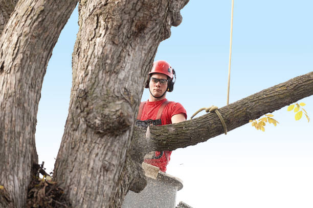 Best Hazardous Tree Removal  in , NM