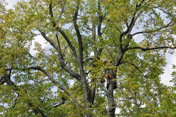 Best Emergency Tree Removal  in , NM